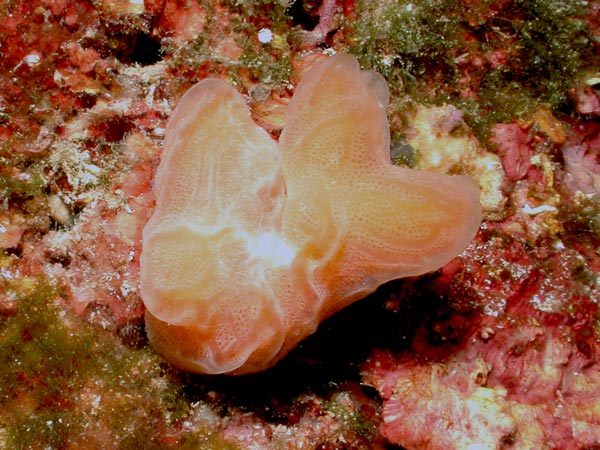 Aplidium tabarquensis